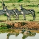 Zebras in Ol Kinyei Massai Mara