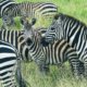 Zebras Lake Manyara