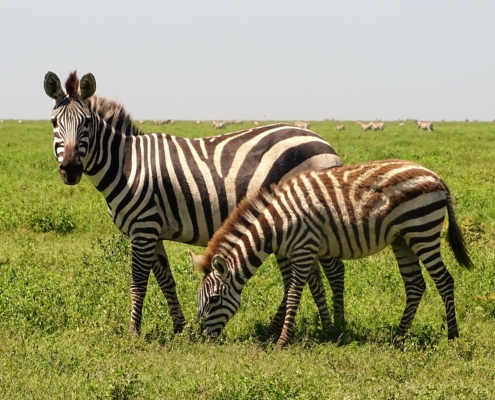 Zebras im Süden der Serengeti