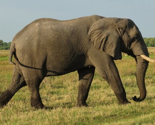 Elefant im Chobe Nationalpark auf einer Botswana Rundreise