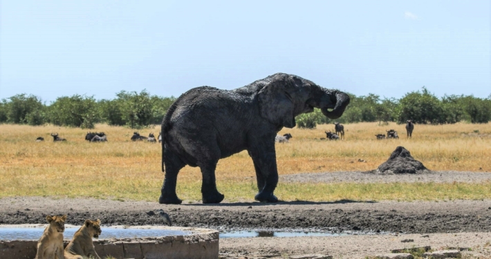 Elefant und Löwen im Etosha