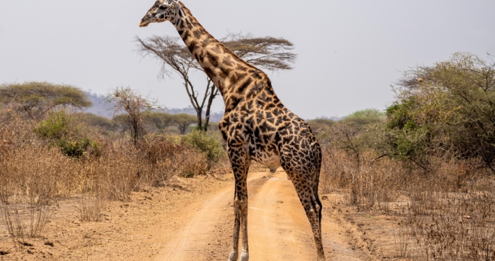 Giraffe im Ruaha Nationalpark