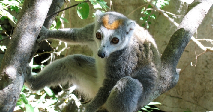 Kronenmaki Madagaskar