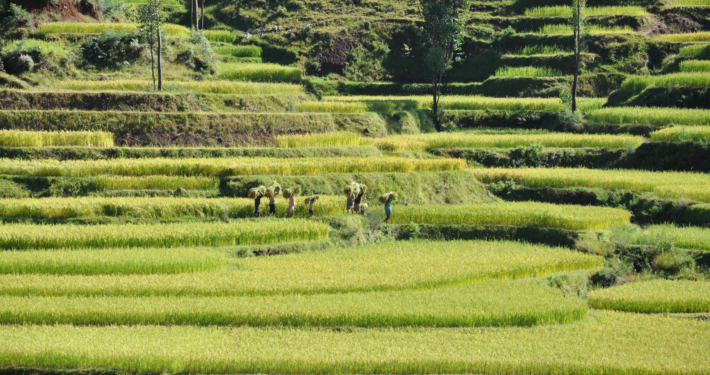 Reisfelder auf Madagaskar
