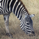 Zebra Masai Mara