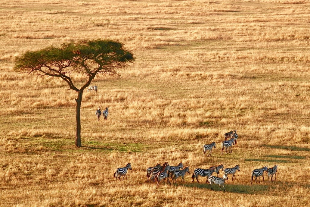 Urlaubsplanung 2024 So Holen Sie Alles Aus Den Br Ckentagen Go N   Serengeti Tansania Zebras 1030x687 