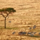 Zebras in der Serengeti