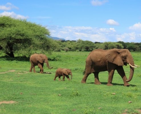 Eelefanten im Serengeti Nationalpark