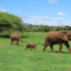 Eelefanten im Serengeti Nationalpark