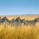 Zebras Maasai Mara