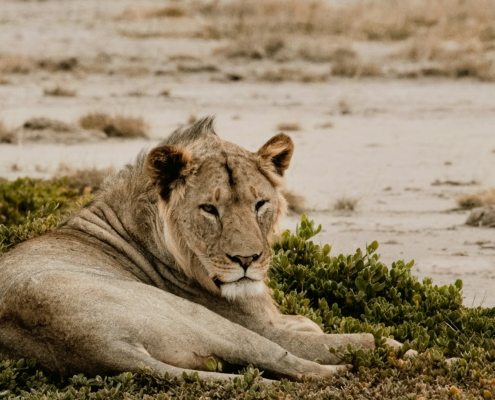 Löwe im Amboseli