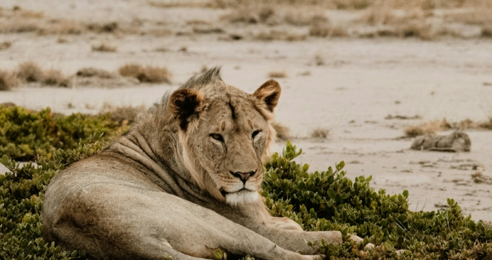 Löwe im Amboseli
